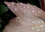 Structure of a leaf