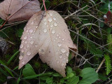 Leaf Dew