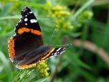 Red Admiral butterfly at  belly acres