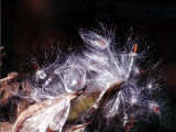 Milkweed