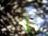 Dragonfly in Flight