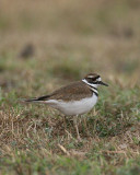 Killdeer