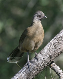 Plain Chachalaca