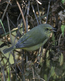 Orange-crowned Warbler