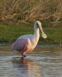 Roseate Spoonbill