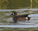Blue-winged Teal