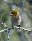 Verdin