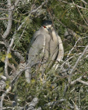 Black-crowned Night-heron