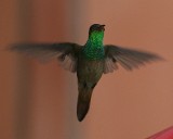 Buff-bellied Hummingbird