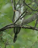 Yellow-billed Cuckoo