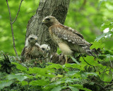 Red-shouldered Hawk