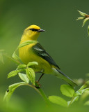 Blue-winged Warbler