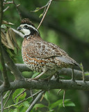 Northern Bobwhite