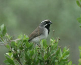 Black-throated Sparrow