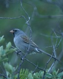 Black-chinned Sparrow