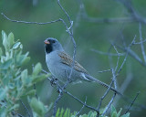 Black-chinned Sparrow