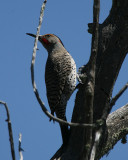 Northern Flicker - Red chafted