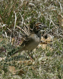 Lark Sparrow