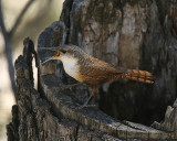 Canyon Wren