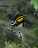 Golden-cheeked Warbler