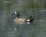 Blue-winged Teal