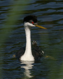 Western Grebe