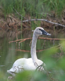 Trumpeter Swan