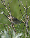 LeContes Sparrow