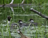 Common Goldeneye