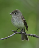 Least Flycatcher