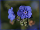 IMG_1629.jpg