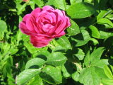 Rosa rugosa / Japanese Rose