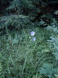 Wild and blue -  Campanula Persicifolia