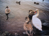 Swans and Ducks