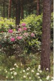 Rhododendron Park, Haaga, Helsinki, Finland