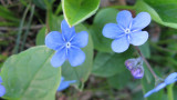 Omphalodes verna / Blue-eyed Mary or Navelwort