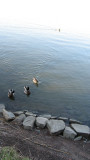 Evening Swim, Tlnlahti, Helsinki