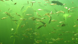 Kotka, Maretarium : 52  indigenous fish species shown in their characteristic habitats in the tank