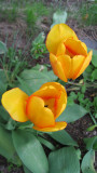 Yellow-and-red tulips