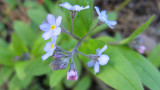 Forget-me-nots...