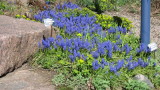 Blue Flowers (Muscari armeniacum, tummahelmililja) 