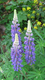 Lupins