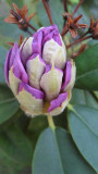 Rhodo in  Bud