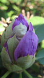 Rhodo in  Bud