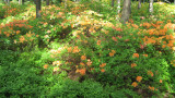 Azaleas