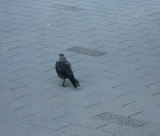 Jackdaw and a cigarette..
