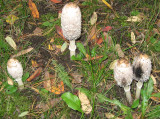 Coprinus comatus  The Shaggy Mane