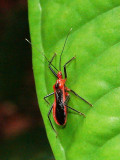 Assasin Bug Santobong