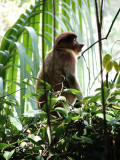 Female Proboscis Monkey see http://www.proboscismonkey.org/
