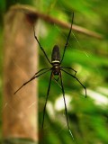 Jungle Spider 150 mm across